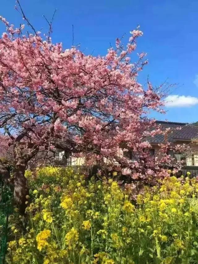 八仙后传之续命宝葫