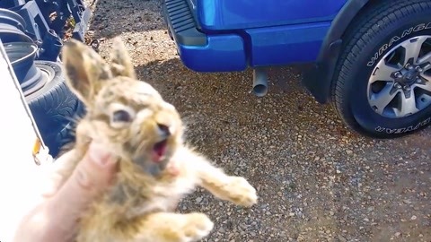 克利夫顿山失踪案