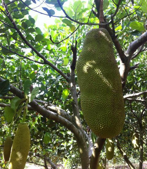 再见,克里斯托弗·罗宾