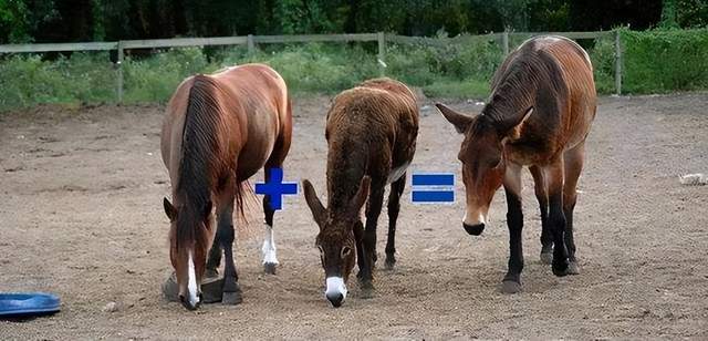 养鬼吃人9:启示录